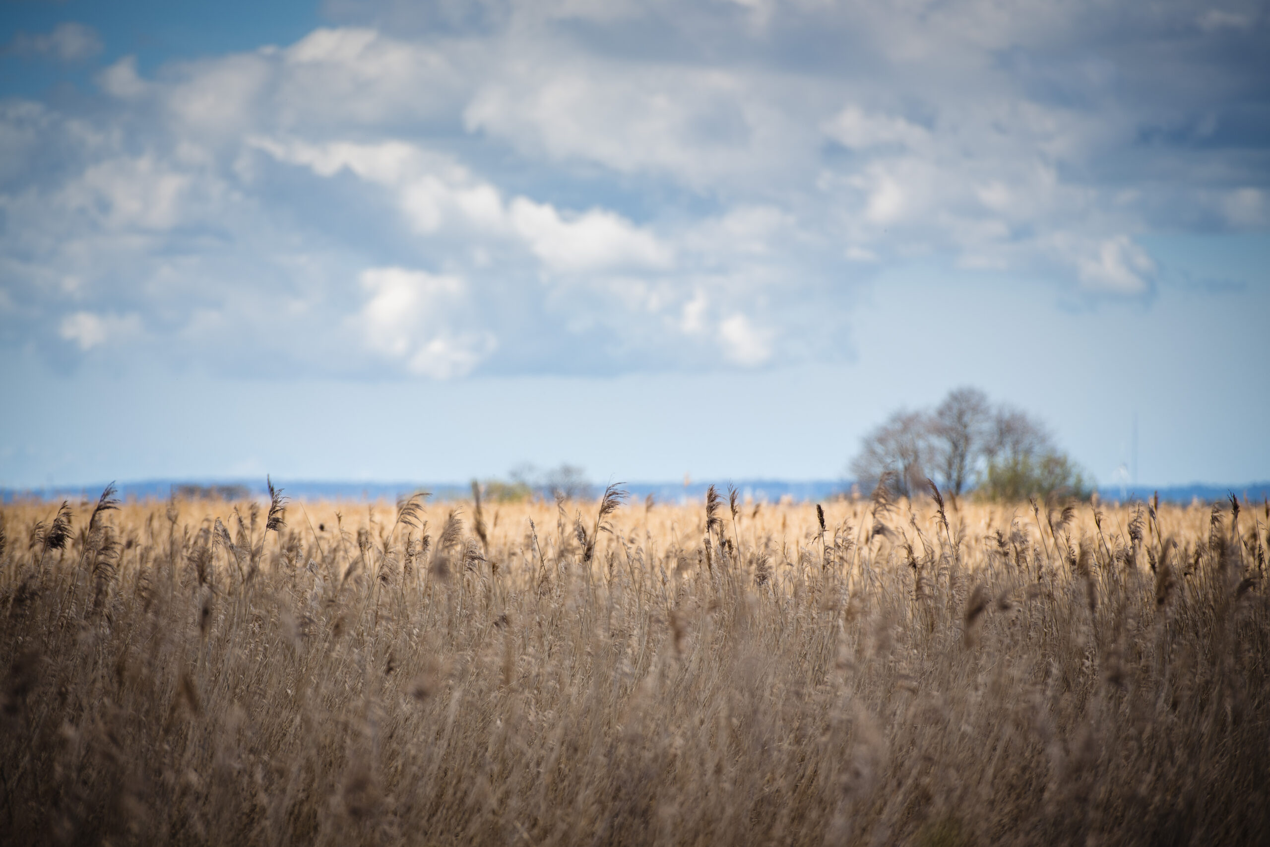 Vegetation under a cloudy blue sky in the Wetlands Nature Reserve near Newport. Picture: Polly Thomas.