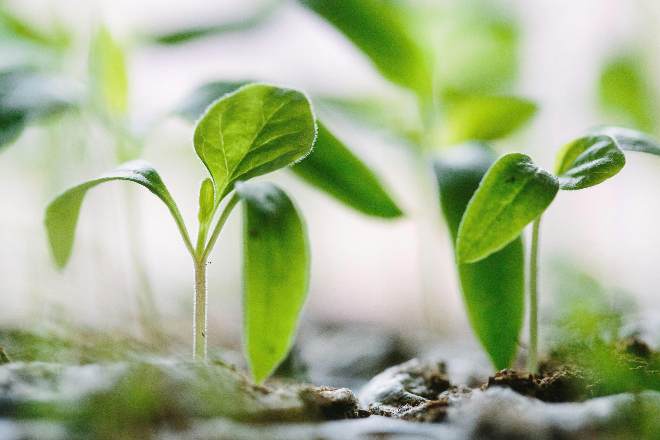Building a Caring Wellbeing Economy for Wales