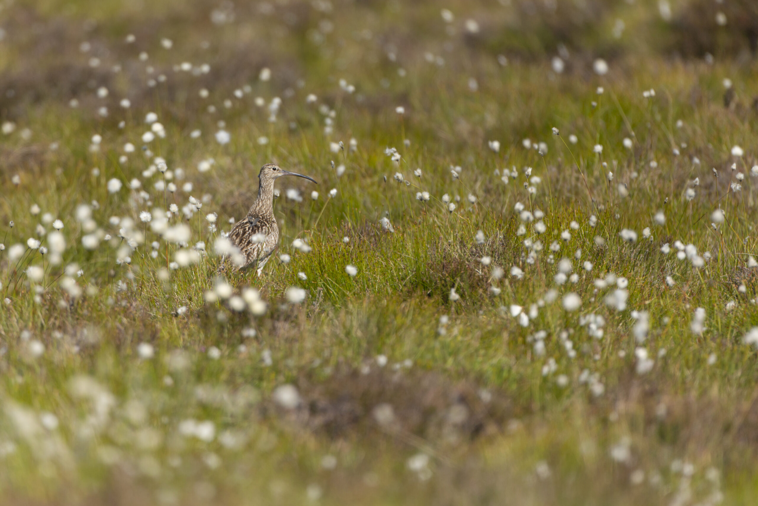 A picture of a curlew