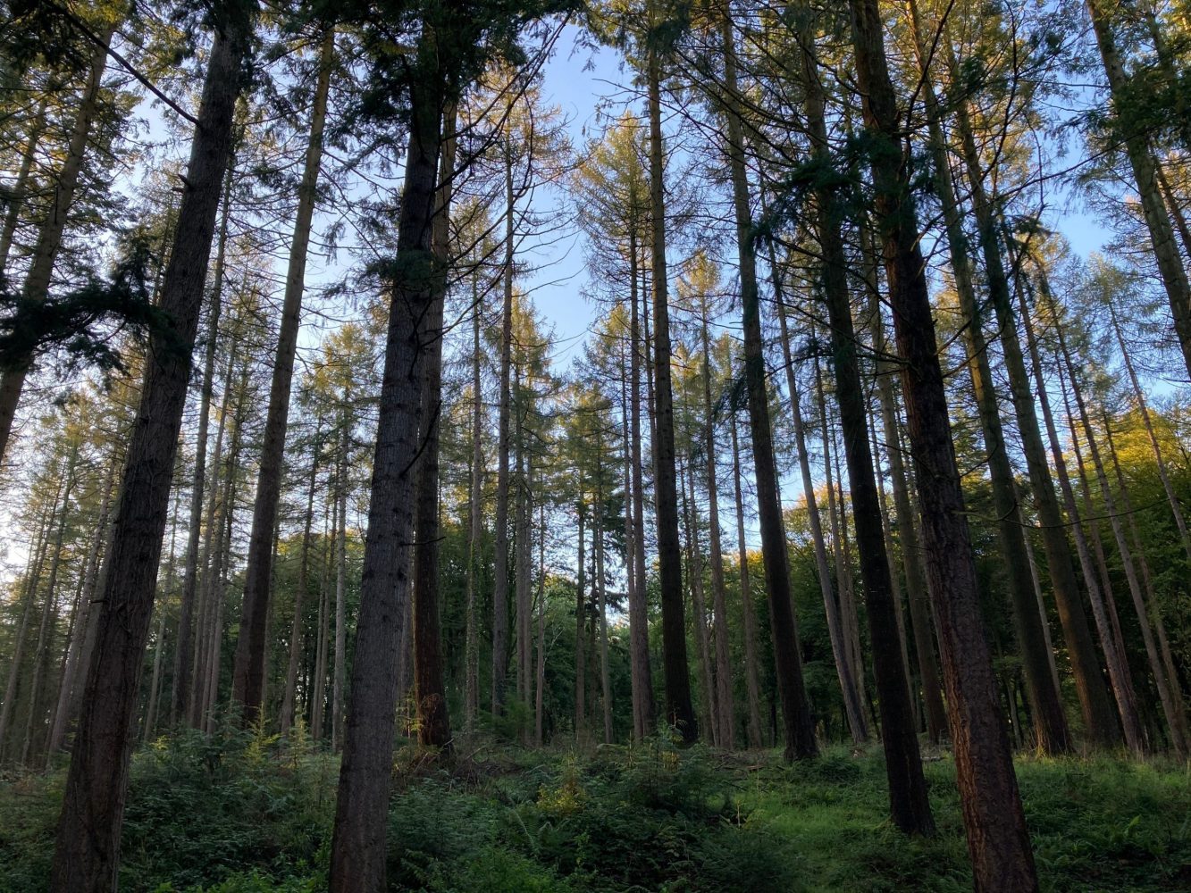 PostCOP26 Why Wales should embrace planting trees for timber