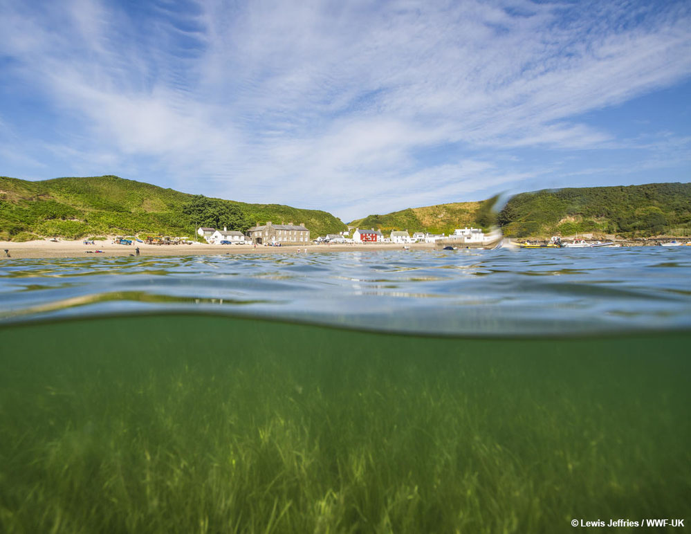 Call for urgent action to support seagrass restoration in Wales.