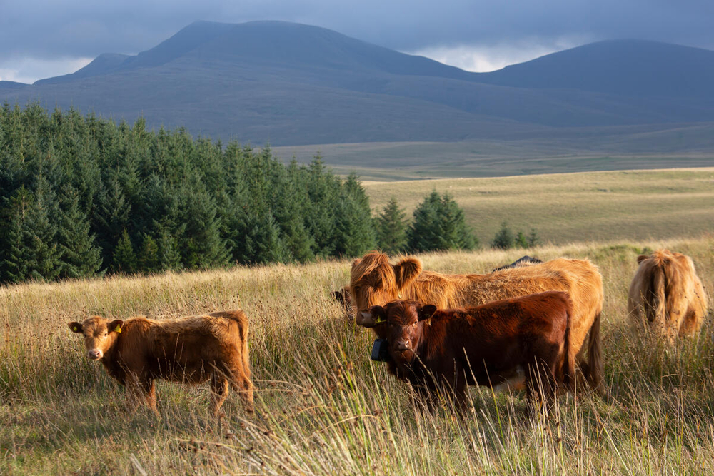 Regenerative farmer Hywel Morgan with his highland cattle, which graze alongside his cross shorthorn sheep on his farm Esgair Llaethdy, Llandovery, Wales. Both compliment each other because the cows eat the longer grass, whilst the sheep eat the much shorter grass. The cattle are wearing a virtual fencing GPS collar. This enables the cattle to graze on rich pastures without the need for electric fencing. They get a small shock if they roam outside the programmed radius of the supporting app.