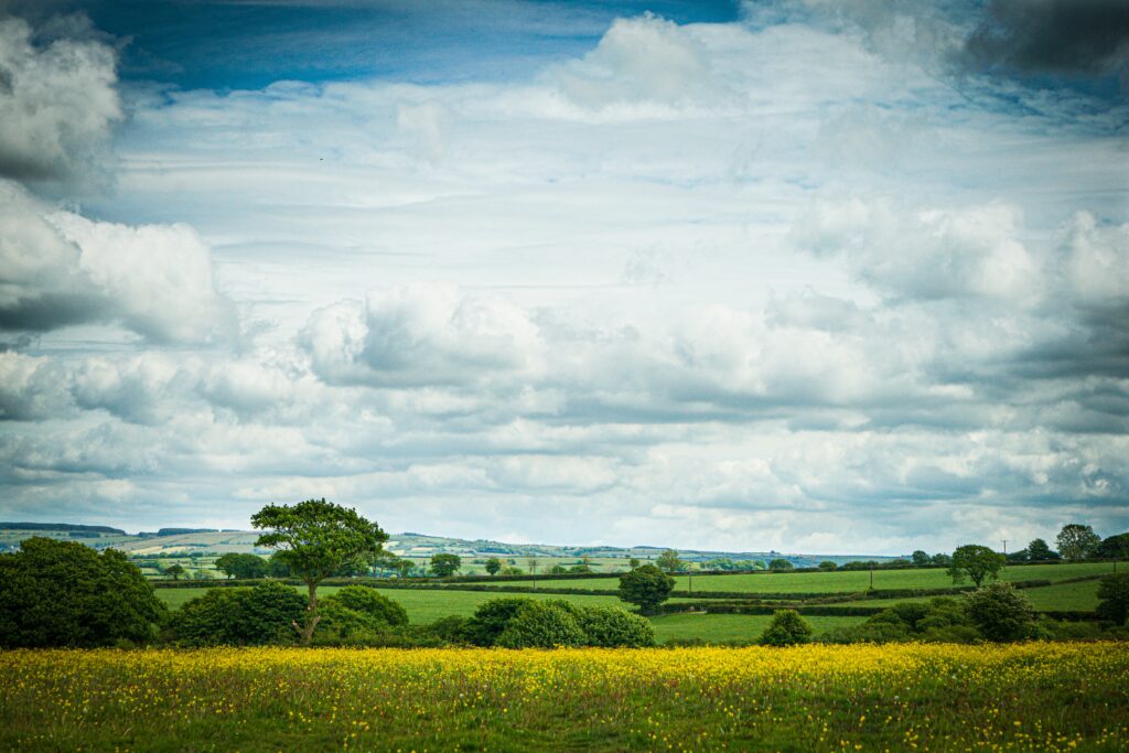 A field of buttercups