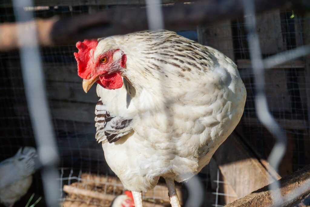 A chicken in a coop looking down towards the ground