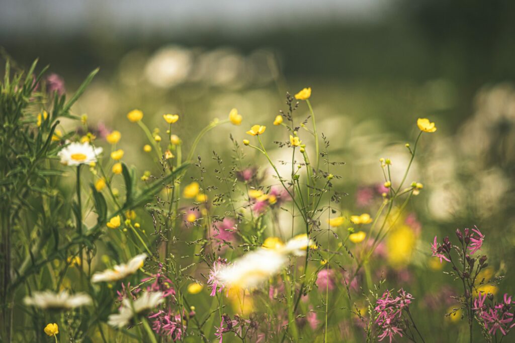 The photograph shows a meadow, which can be a key site for the preservation of biodiversity. Protecting and enabling nature to thrive and restore itself is one of the key ideas embedded in the concept of 'Nature Positive'.