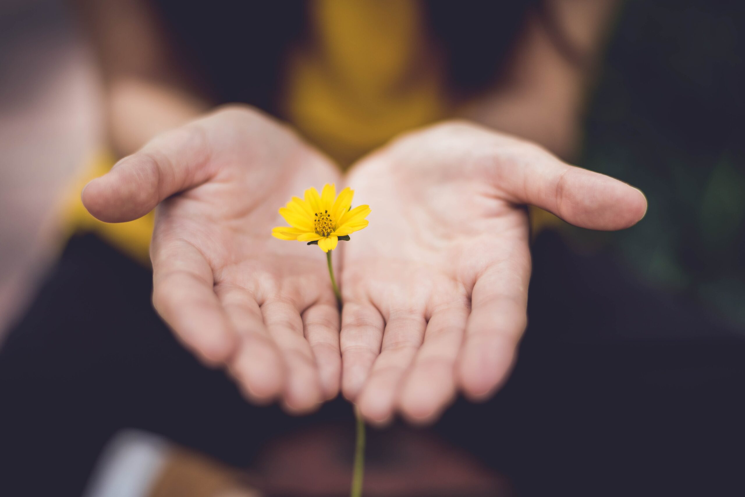 The image represents two hands cupping a flower to protect it from adverse conditions. Improving social value in social care will allow people in care to thrive, reducing their dependency on care services and benefiting the community.