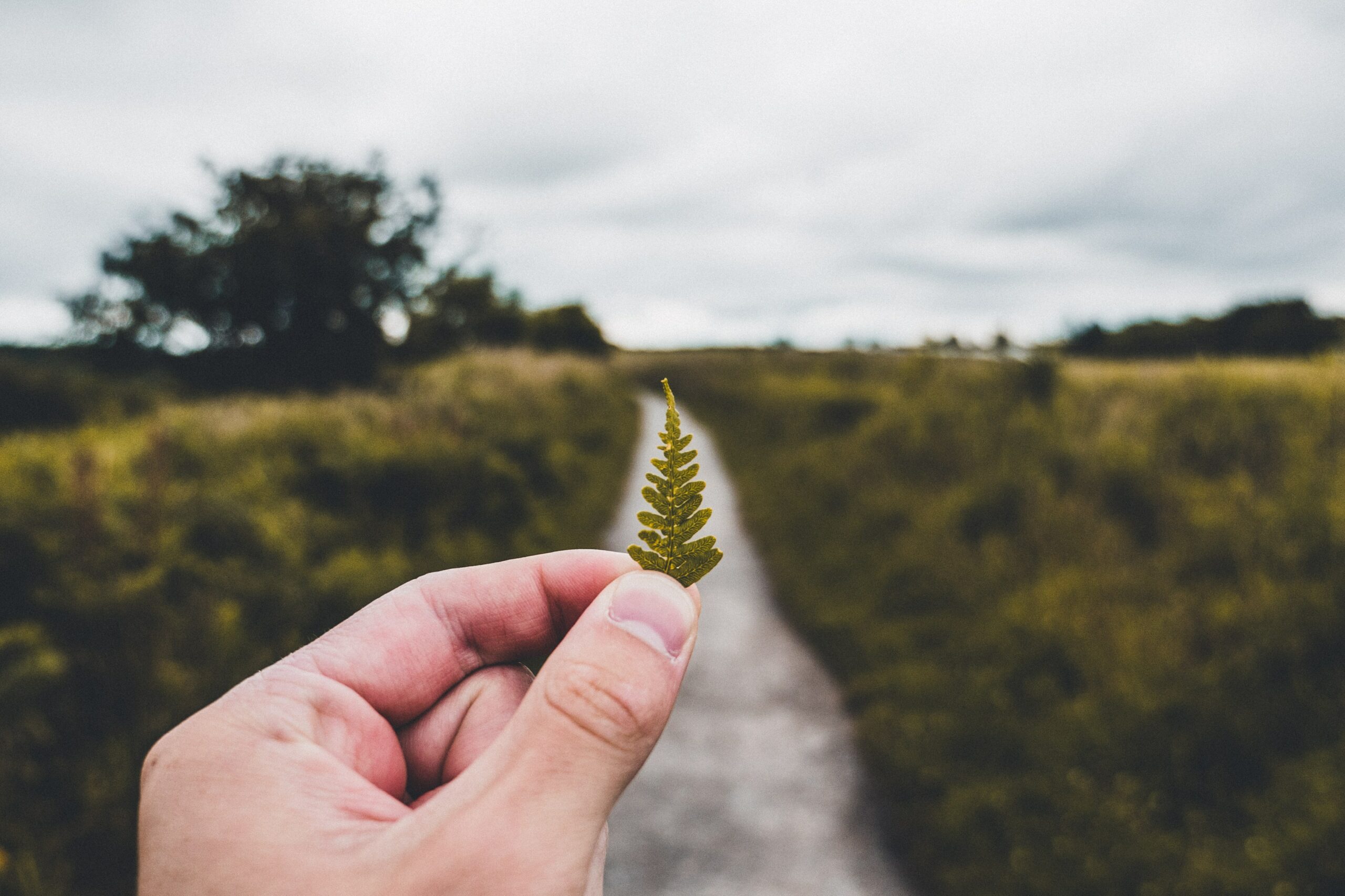 Black Mountains College bases its pedagogy on education about nature. The picture shows a hand holding a leaf in front of a path, revealing the symmetry between the pointed leaf and the horizon.