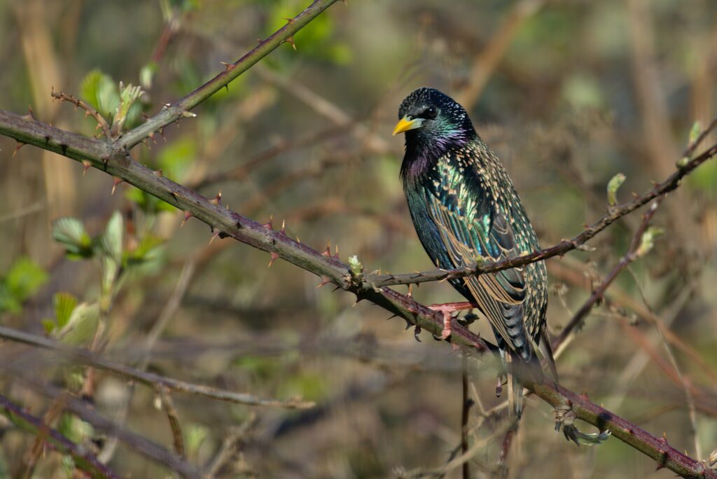 A common starling - in Birdsplaining, Jasmine Donahaye reflects on women's experience of nature and nature writing