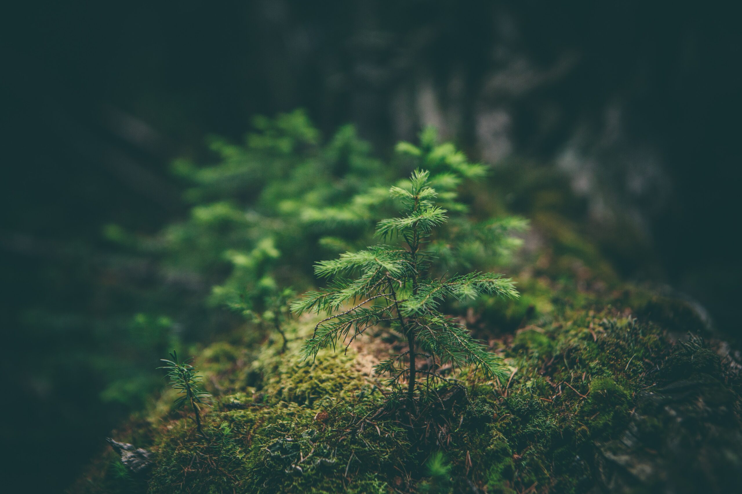 The rush to plant tens of millions of trees in Wales has created opportunities for investors to cash in on fighting climate change