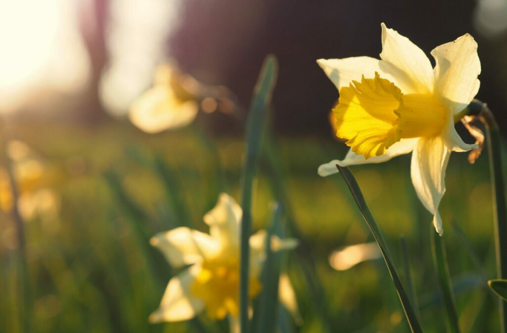 Daffodils in the sunshine, an emblem of St David's Day.