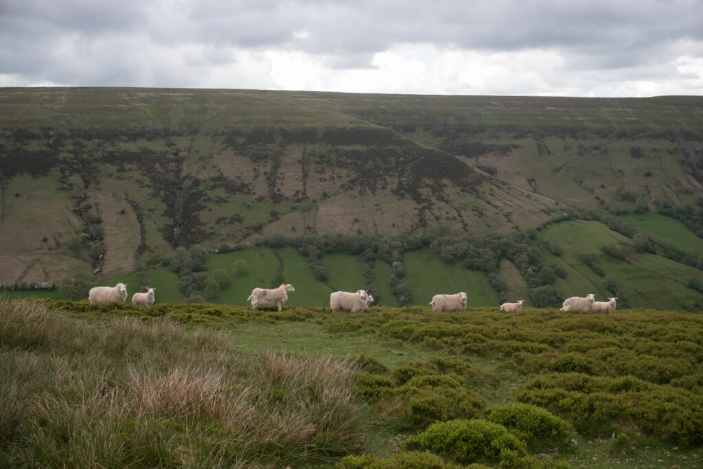 Line of sheep standing on a ridge on a mountain.